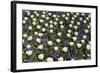 White Tulips with Blue Hyacinths View from the Top.-protechpr-Framed Photographic Print