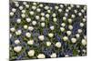 White Tulips with Blue Hyacinths View from the Top.-protechpr-Mounted Photographic Print