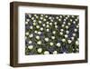 White Tulips with Blue Hyacinths View from the Top.-protechpr-Framed Photographic Print