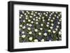 White Tulips with Blue Hyacinths View from the Top.-protechpr-Framed Photographic Print