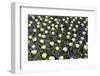 White Tulips with Blue Hyacinths View from the Top.-protechpr-Framed Photographic Print