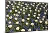 White Tulips with Blue Hyacinths View from the Top.-protechpr-Mounted Photographic Print