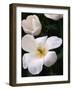 White Tulips-Anna Miller-Framed Photographic Print