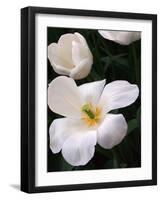 White Tulips-Anna Miller-Framed Photographic Print