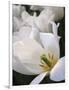 White Tulips-Anna Miller-Framed Photographic Print