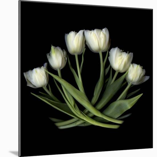 White Tulips-Magda Indigo-Mounted Photographic Print