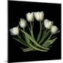 White Tulips-Magda Indigo-Mounted Photographic Print