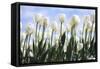 White Tulips-Incredi-Framed Stretched Canvas