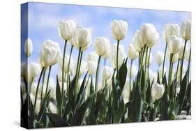 White Tulips-Incredi-Stretched Canvas