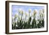 White Tulips-Incredi-Framed Giclee Print