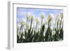White Tulips-Incredi-Framed Giclee Print