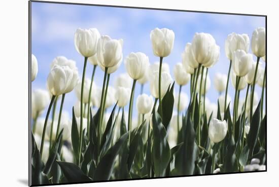 White Tulips-Incredi-Mounted Giclee Print