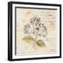 White Wash Hydrangea-Cheri Blum-Framed Art Print