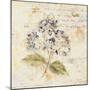 White Wash Hydrangea-Cheri Blum-Mounted Art Print