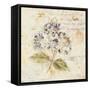 White Wash Hydrangea-Cheri Blum-Framed Stretched Canvas