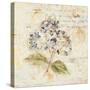 White Wash Hydrangea-Cheri Blum-Stretched Canvas