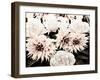 White Washed Garden-Emily Navas-Framed Art Print