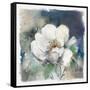 White Washed Peony-Carol Robinson-Framed Stretched Canvas