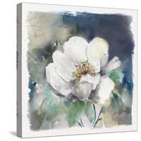 White Washed Peony-Carol Robinson-Stretched Canvas