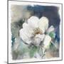 White Washed Peony-Carol Robinson-Mounted Art Print