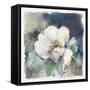 White Washed Peony-Carol Robinson-Framed Stretched Canvas