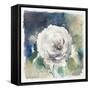 White Washed Rose-Carol Robinson-Framed Stretched Canvas