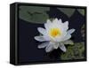 White Water-Lilly-Lynn M^ Stone-Framed Stretched Canvas