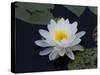 White Water-Lilly-Lynn M^ Stone-Stretched Canvas