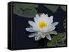 White Water-Lilly-Lynn M^ Stone-Framed Stretched Canvas