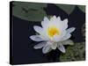 White Water-Lilly-Lynn M^ Stone-Stretched Canvas