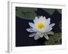 White Water-Lilly-Lynn M^ Stone-Framed Photographic Print