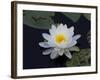 White Water-Lilly-Lynn M^ Stone-Framed Photographic Print