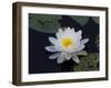 White Water-Lilly-Lynn M^ Stone-Framed Photographic Print