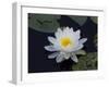 White Water-Lilly-Lynn M^ Stone-Framed Photographic Print