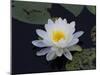 White Water-Lilly-Lynn M^ Stone-Mounted Photographic Print