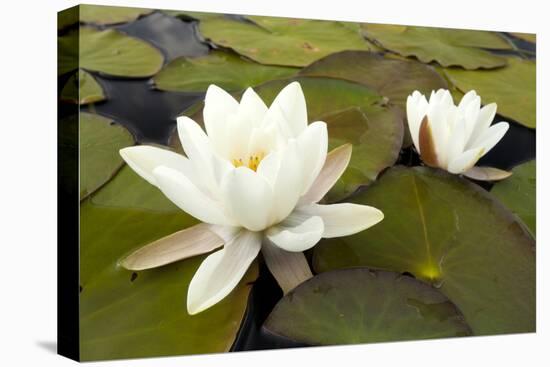 White Water Lily (Nymphaea Alba) in Flower, Scotland, UK, July. 2020Vision Book Plate-Mark Hamblin-Stretched Canvas