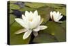 White Water Lily (Nymphaea Alba) in Flower, Scotland, UK, July. 2020Vision Book Plate-Mark Hamblin-Stretched Canvas