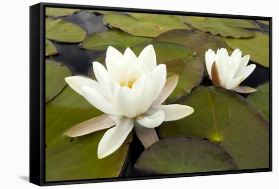 White Water Lily (Nymphaea Alba) in Flower, Scotland, UK, July. 2020Vision Book Plate-Mark Hamblin-Framed Stretched Canvas