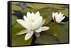 White Water Lily (Nymphaea Alba) in Flower, Scotland, UK, July. 2020Vision Book Plate-Mark Hamblin-Framed Stretched Canvas