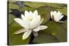 White Water Lily (Nymphaea Alba) in Flower, Scotland, UK, July. 2020Vision Book Plate-Mark Hamblin-Stretched Canvas