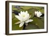 White Water Lily (Nymphaea Alba) in Flower, Scotland, UK, July. 2020Vision Book Plate-Mark Hamblin-Framed Photographic Print