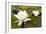 White Water Lily (Nymphaea Alba) in Flower, Scotland, UK, July. 2020Vision Book Plate-Mark Hamblin-Framed Photographic Print