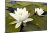 White Water Lily (Nymphaea Alba) in Flower, Scotland, UK, July. 2020Vision Book Plate-Mark Hamblin-Mounted Photographic Print