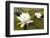 White Water Lily (Nymphaea Alba) in Flower, Scotland, UK, July. 2020Vision Book Plate-Mark Hamblin-Framed Photographic Print