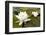 White Water Lily (Nymphaea Alba) in Flower, Scotland, UK, July. 2020Vision Book Plate-Mark Hamblin-Framed Photographic Print