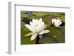 White Water Lily (Nymphaea Alba) in Flower, Scotland, UK, July. 2020Vision Book Plate-Mark Hamblin-Framed Photographic Print