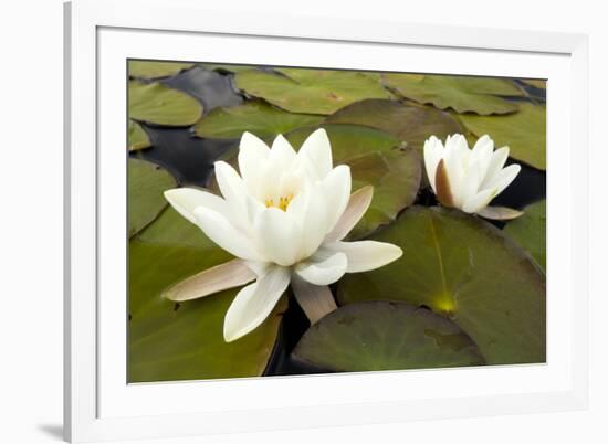 White Water Lily (Nymphaea Alba) in Flower, Scotland, UK, July. 2020Vision Book Plate-Mark Hamblin-Framed Photographic Print