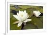 White Water Lily (Nymphaea Alba) in Flower, Scotland, UK, July. 2020Vision Book Plate-Mark Hamblin-Framed Photographic Print