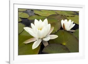 White Water Lily (Nymphaea Alba) in Flower, Scotland, UK, July. 2020Vision Book Plate-Mark Hamblin-Framed Photographic Print