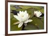 White Water Lily (Nymphaea Alba) in Flower, Scotland, UK, July. 2020Vision Book Plate-Mark Hamblin-Framed Photographic Print